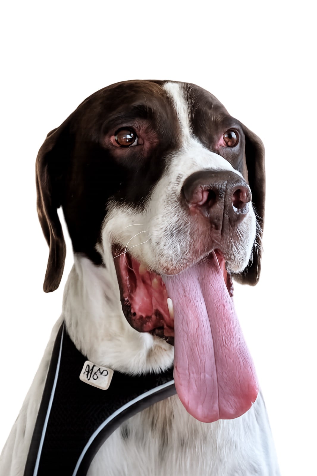 Balli, pointer incrociato bracco — il cane da cui nasce Balli.ai